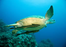 Sea Turtle Swimming